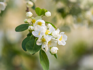 White blossoming apple trees. White apple tree flowers