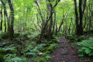 fine pathway through thick wild forest