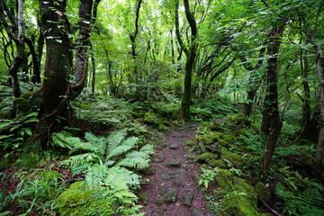 refreshing summer forest with pathway