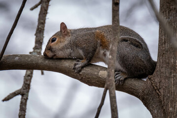An Eestern Gray Squirrel seems to be hugging the tree limb. Good for a meme. Raleigh, North Carolina.