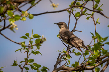 A Northern Mockingbird (Mimus polyglottos) welcomes Spring. Raleigh, North Carolina.
