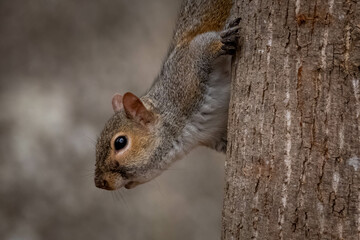 An Eestern Gray Squirrel pauses to pose on a tree trunk. Raleigh, North Carolina.