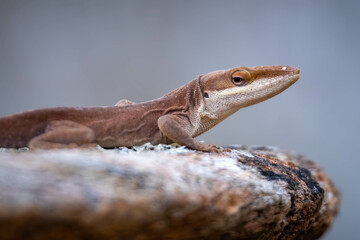 A Carolina Anole (Anolis carolinensis) seems unenthused. Good for a meme. Raleigh, North Carolina.