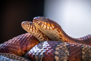 A pair of Northern Watersnakes (Nerodia, sipedon) enjoy one another's company as spring approaches. Raleigh, North Carolina.