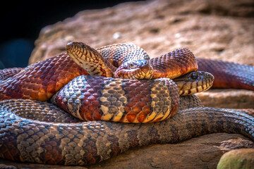 Three Northern Watersnakes (Nerodia, sipedon) engage in a mating ball or breeding ball as spring approaches. Raleigh, North Carolina.
