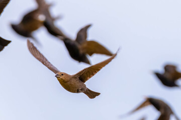 A female Brown-headed Cowbird (Molothrus ater) joins the starlings. Raleigh, North Carolina.
