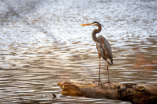 Picturesque view of a Great Blue Heron scanninging the pond. Raleigh, North Carolina.