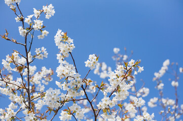 番所丘公園の満開の桜を近接撮影	