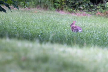brown bunny in lawn in early morning