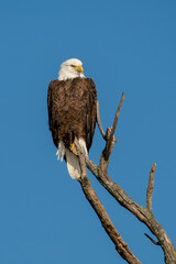 Perched Adult Bald Eagle on a branch