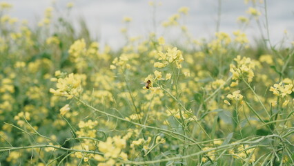 field of flowers karashina