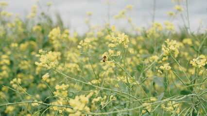 field of flowers karashina