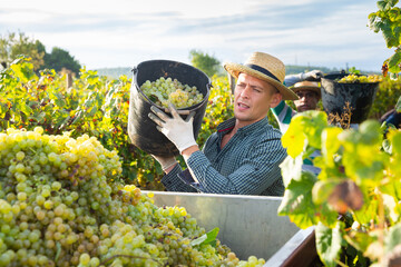 Successful male owner of vineyard filling truck of gathered harvest of ripe white grapes .