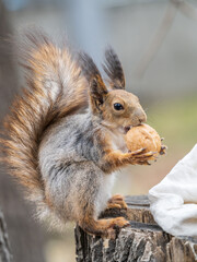 A squirrel with a nut sits on a stump in spring or summer.