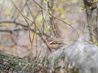 Common chaffinch, Fringilla coelebs, sits on a branch in spring on green background. Common chaffinch in wildlife.