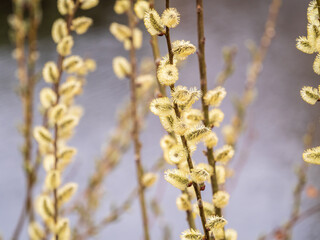 Nature awakes in spring. Blooming willow twigs and furry willow-catkins, so called seals or cats. Holly willow, Salix caprea, is a national symbol of Ukraine.