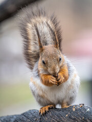 The squirrel with nut sits on a branches in the spring or summer.