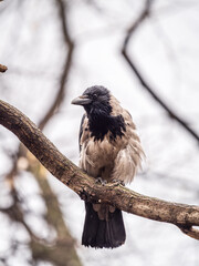 A hooded crow sitting on a tree