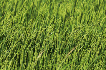 Green rice field