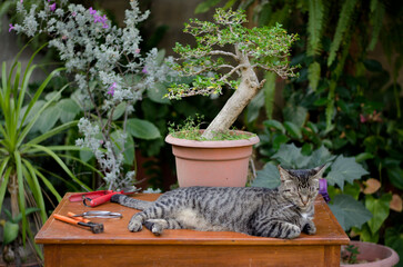 Bonsai, tools and cat over a table in a garden