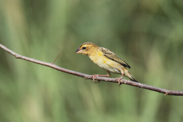 Obraz premium The Asian Golden Weaver on field