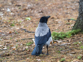 Hooded crow, corvus cornix, standing on the lawn in the autumn or spring forest