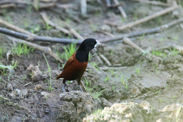 The Chestnut Munia on field