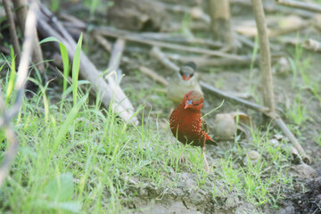 A Red avadavat on field