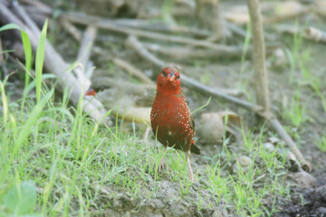 A Red avadavat on field