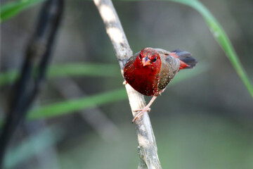 A Red avadavat on field