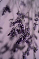 Purple lavender flowers on a purple background.