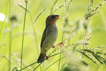 The Asian Golden Weaver on field