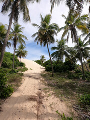 Fototapeta na wymiar Estrada de areia e palmeiras próximas a uma praia no litoral do nordeste brasileiro