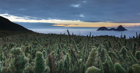 Pico Paraná  durante o nascer do sol, em primeiro plano as caratuvas, vegetação de altitude