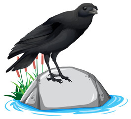 Crow standing on rock