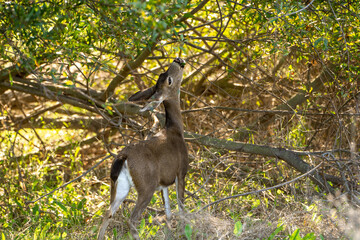 Young California Mule deer eating tree leaves.