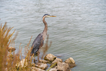 Great blue heron (Ardea cinerea) is standing on a rock in a lake.  
