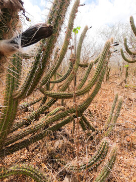 Caatinga, t&iacute;pico das regi&otilde;es secas do nordeste brasileiro