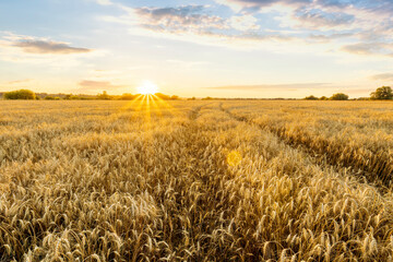 Amazing view at beautiful summer golden wheaten field with beautiful sunny sky on background, rows leading far away, valley landscape