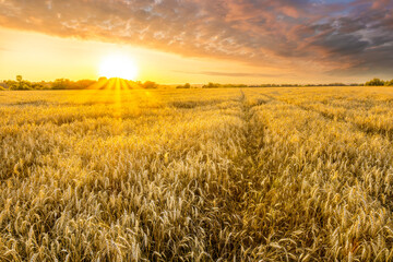 Obraz premium Amazing view at beautiful summer golden wheaten field with beautiful sunny sky on background, rows leading far away, valley landscape