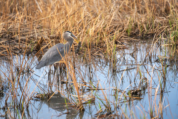 Great blue heron (Ardea cinerea) eating a gopher. Wildlife photography. 