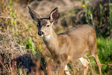 Young California Mule Deer (Odocoileus hemionus californicus) walking in the field. Beautiful deer...