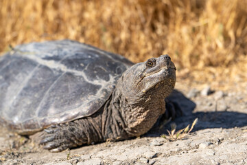 Common Snapping Turtle lying on the ground. Turtle in its natural habitat.