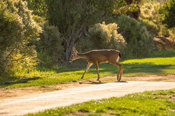Obraz na płótnie Canvas California Mule Deer (Odocoileus hemionus californicus) walking in the field. Beautiful deer in its natural habitat.
