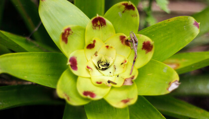 Obraz premium Bromélia, mata atlântica brasileira 