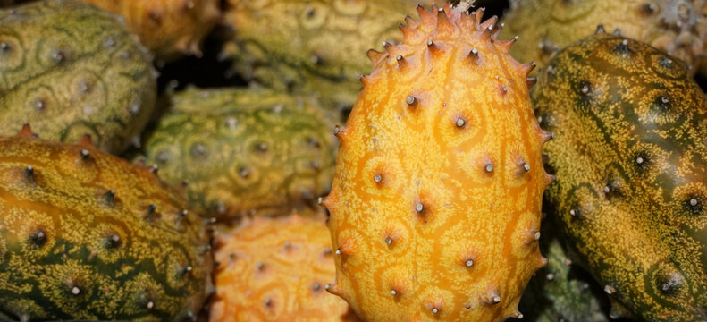 O pepino-africano, tamb&eacute;m conhecido como kiwano, kino ou ainda chifrudo, &eacute; um fruto comest&iacute;vel oriundo do deserto de Calaari, na &Aacute;frica