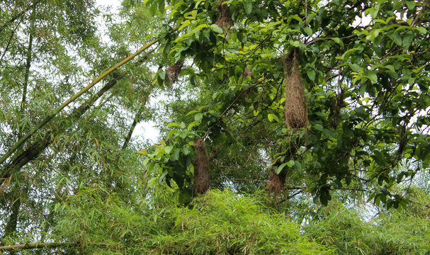 Ninhos de guacho, p&aacute;ssaro que habita a mata atl&acirc;ntica
