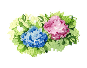 Hydrangea flowers pink and blue. Watercolor illustration. Garden lush flower with green leaves. Bright blooming hydrangea flowers. White background.