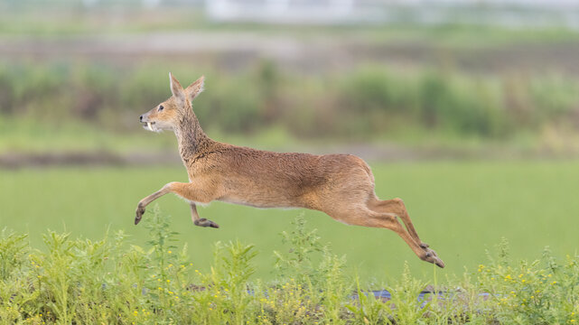 고라니, 수컷, Water deer, Vampire Deer, elk, Hydropotes inermis