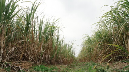 Sugar cane field
